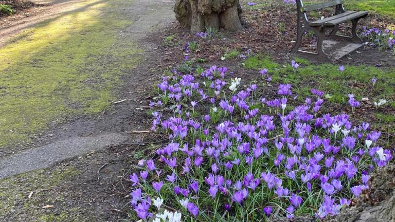 Spring crocuses in bloom