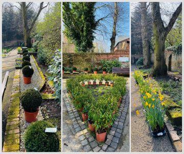 plants at Erewash Museum