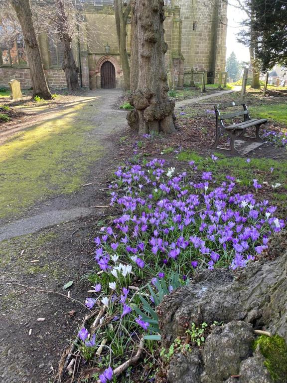 Spring crocuses in bloom