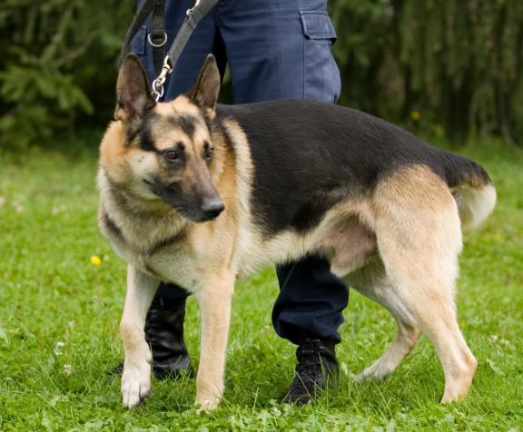 A dog on lead
